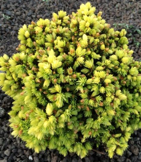 Picea glauca 'Jalako Gold'